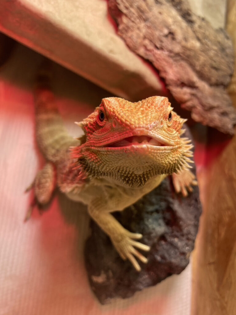トカゲ、Tシャツになる🦎